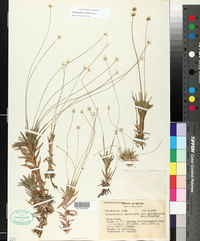 Image of Paepalanthus coloides