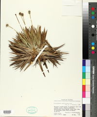 Image of Paepalanthus crassicaulis