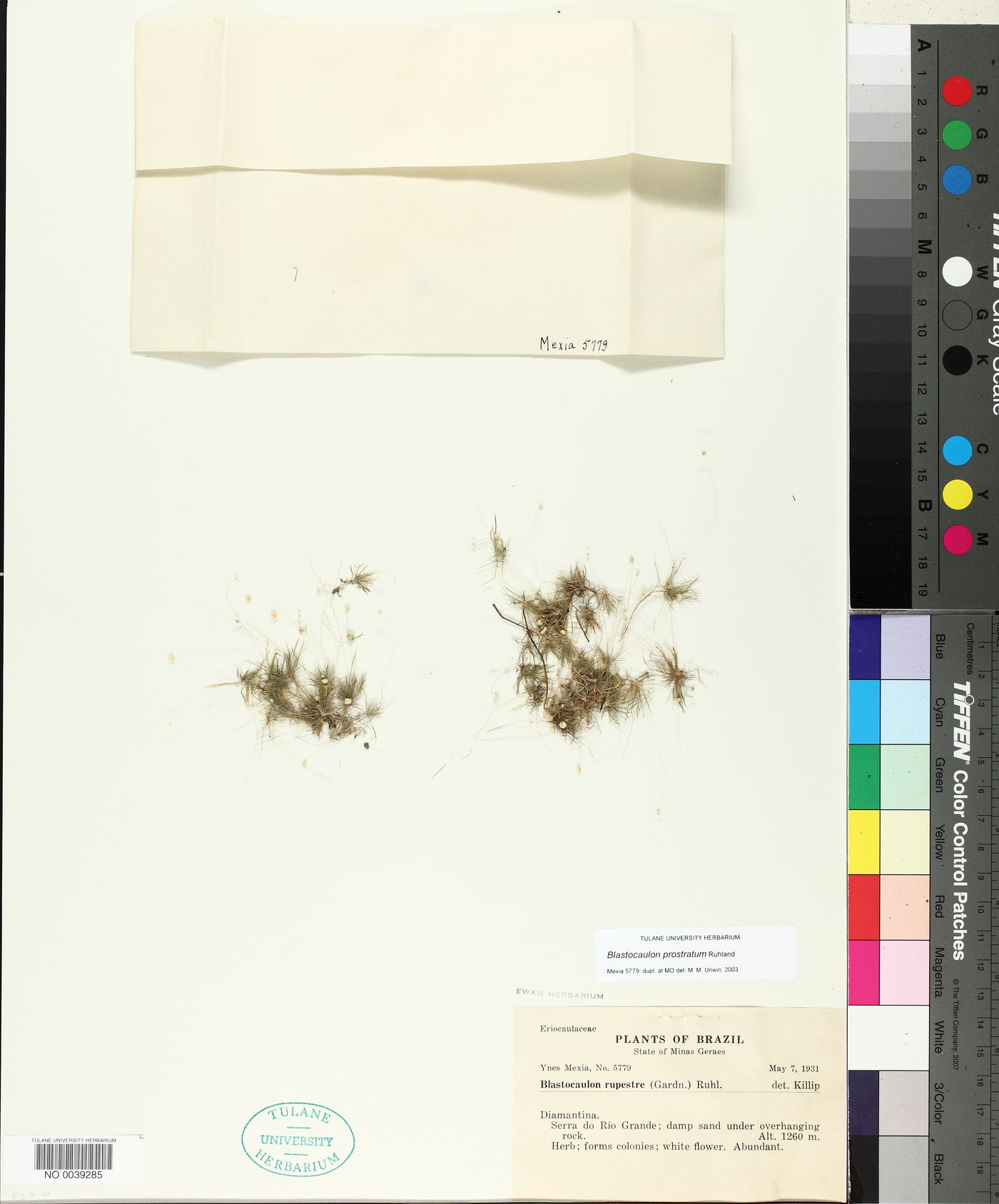 Paepalanthus prostratus image