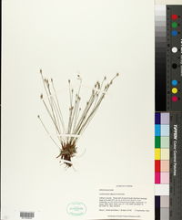 Lachnocaulon digynum image