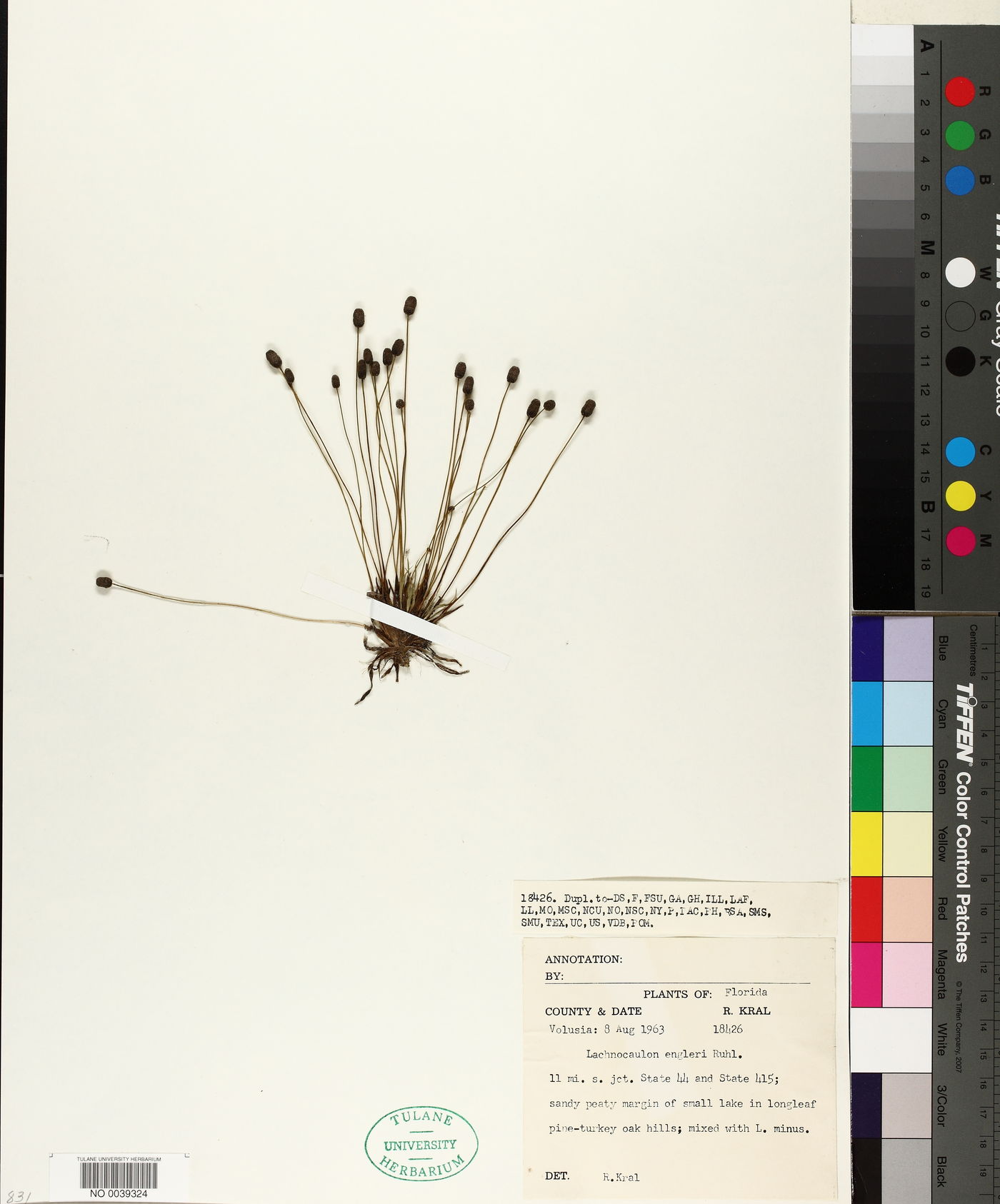 Lachnocaulon engleri image