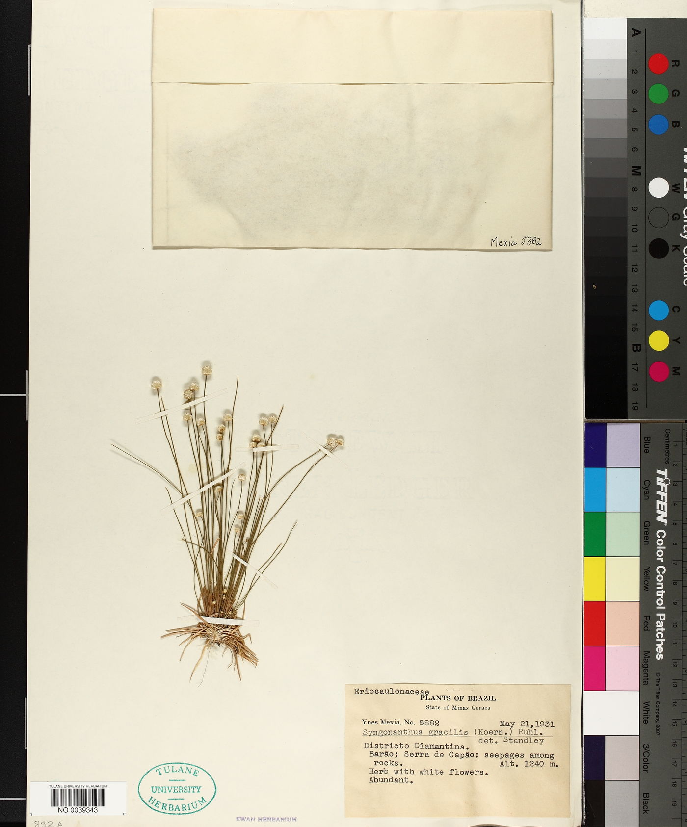 Syngonanthus gracilis image