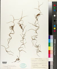 Tillandsia usneoides image