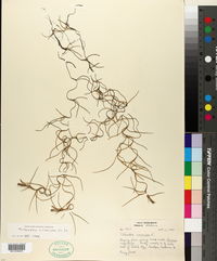 Tillandsia usneoides image