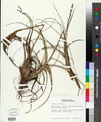 Tillandsia balbisiana image