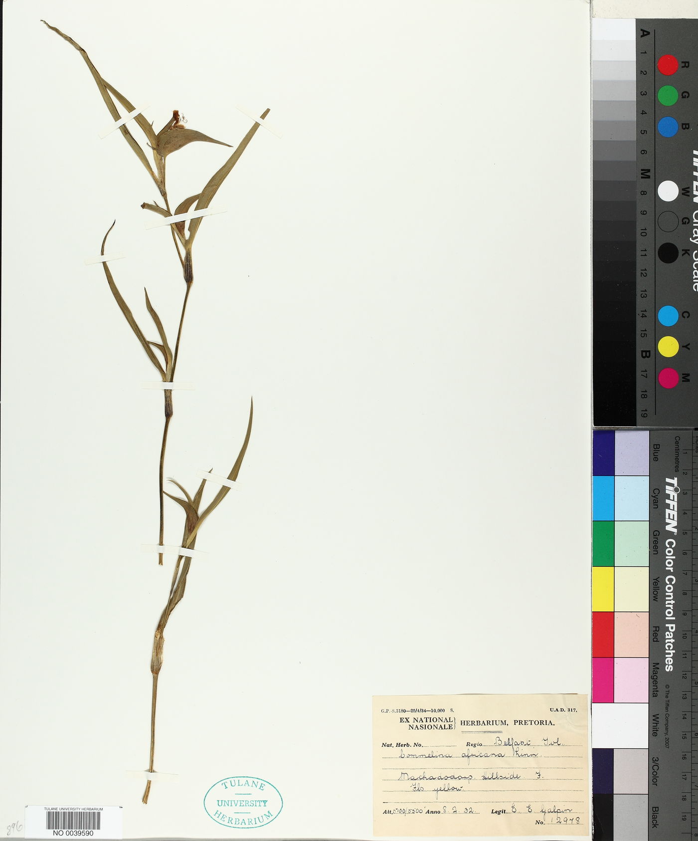 Commelina africana image