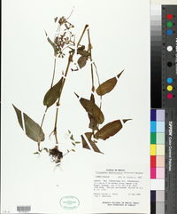 Image of Tripogandra amplexicaulis