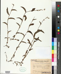 Image of Tripogandra glandulosa