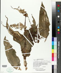 Thyrsanthemum floribundum image