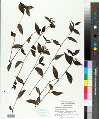 Tradescantia albiflora image