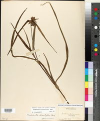 Tradescantia hirsutiflora image