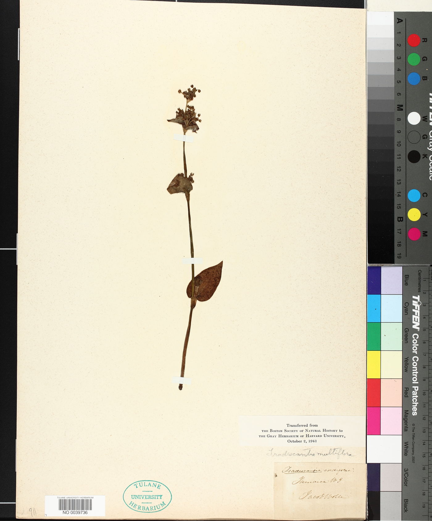 Tripogandra multiflora image