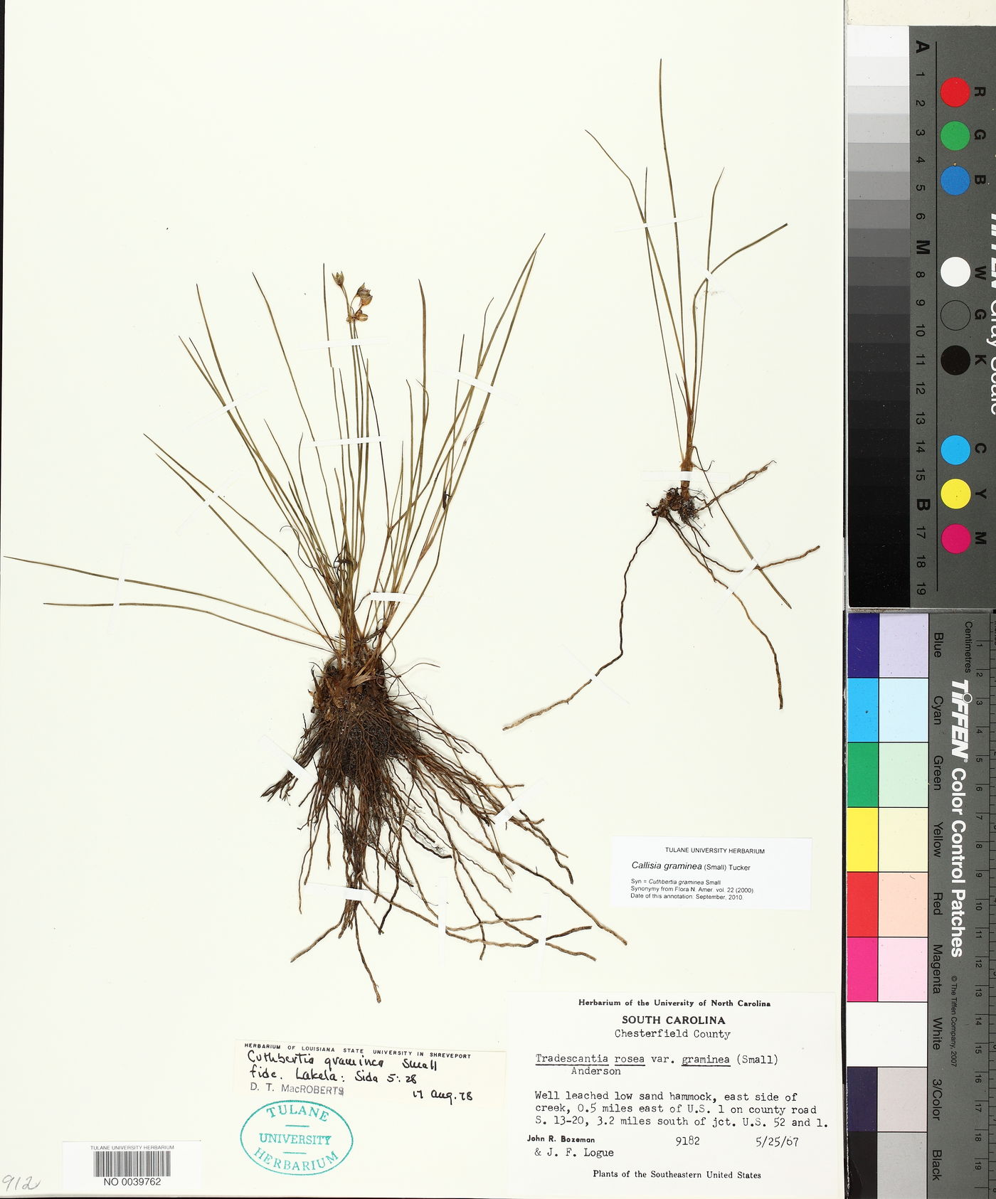 Callisia graminea image