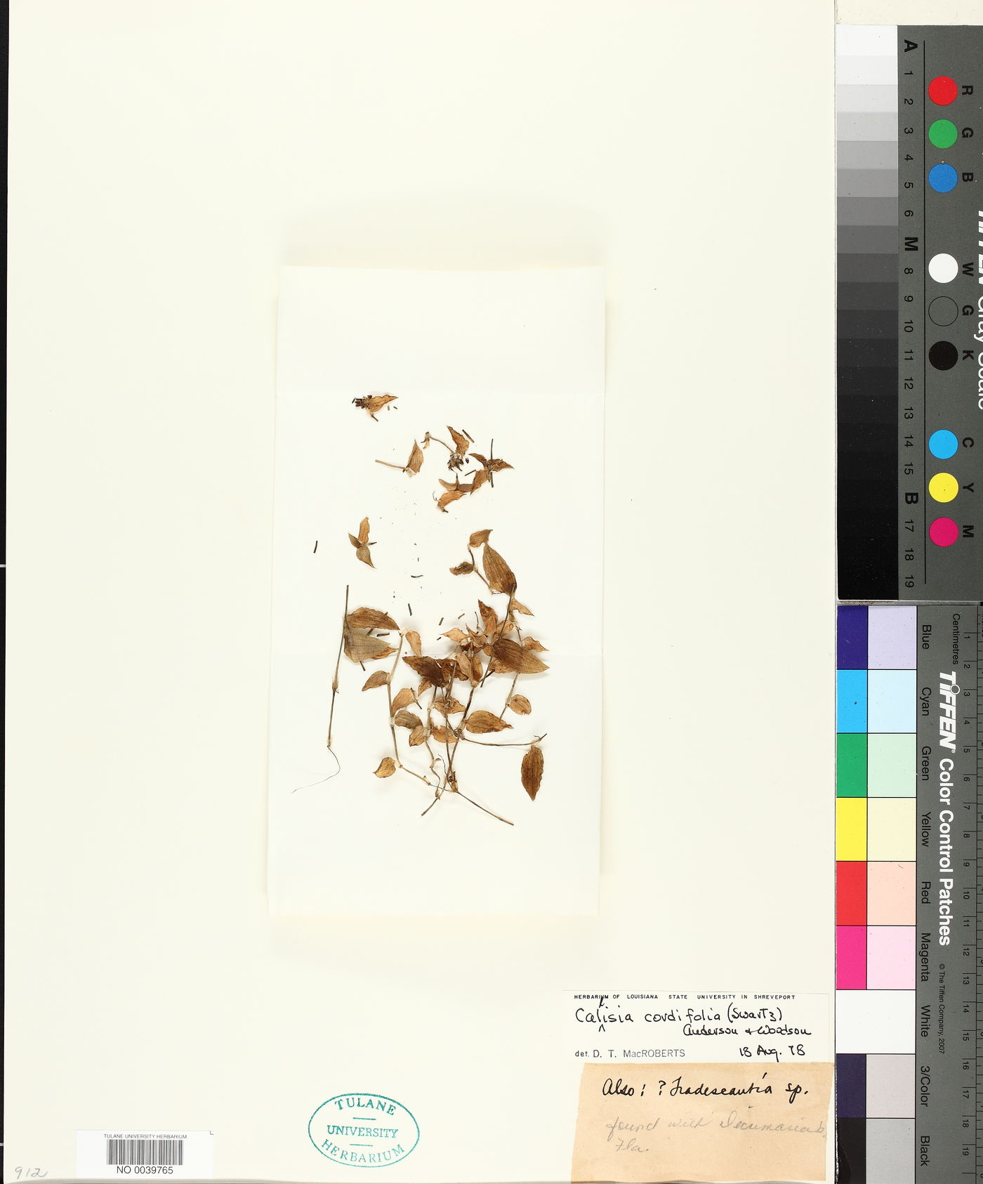 Callisia cordifolia image