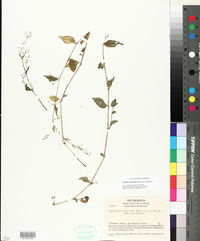 Callisia monandra image