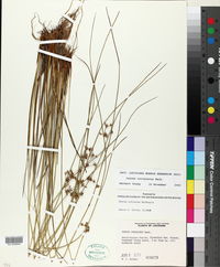 Juncus coriaceus image