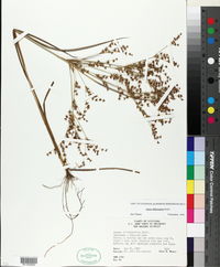 Juncus diffusissimus image