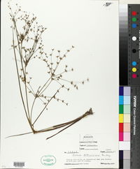 Juncus diffusissimus image