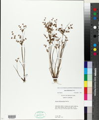 Juncus diffusissimus image