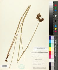 Juncus megacephalus image