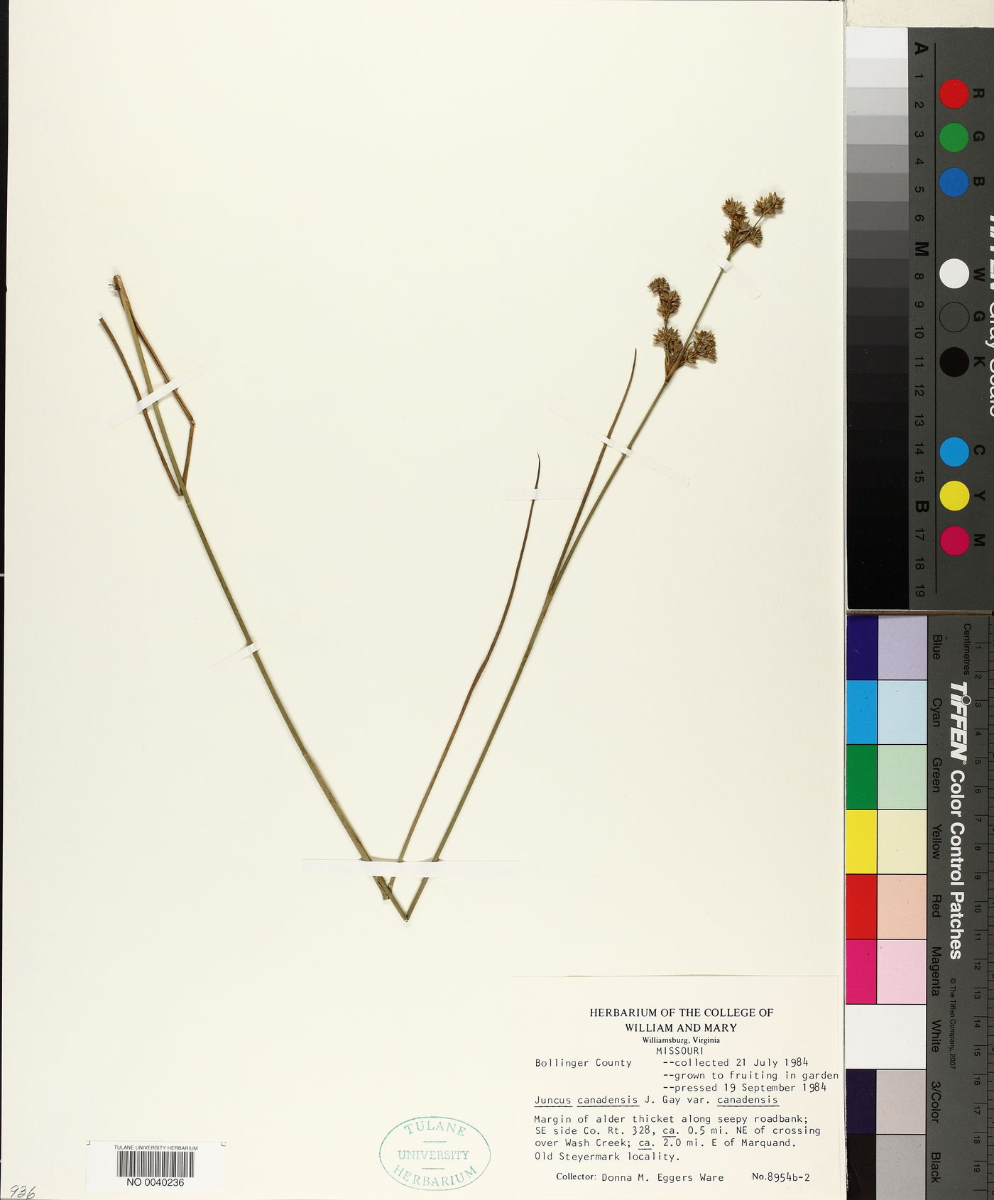 Juncus canadensis var. canadensis image