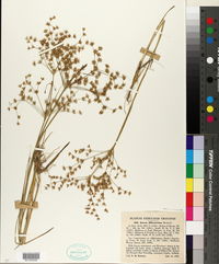 Juncus diffusissimus image