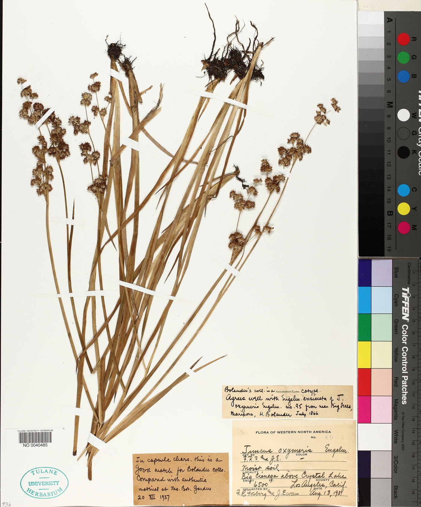 Juncus oxymeris image