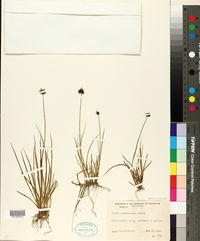 Juncus pelocarpus image