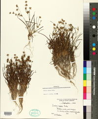 Juncus repens image