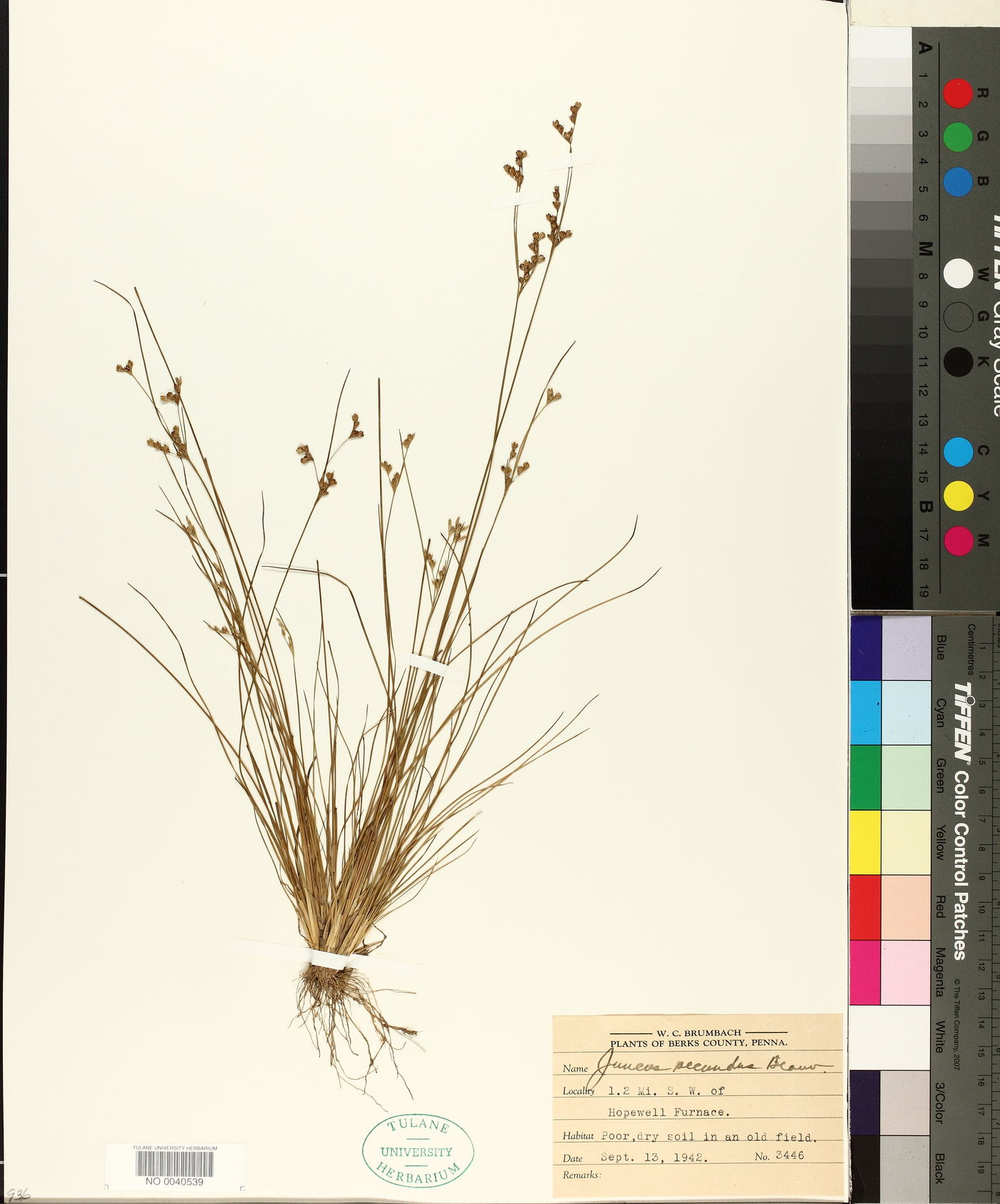 Juncus secundus image