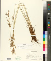 Juncus secundus image