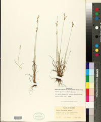 Juncus secundus image