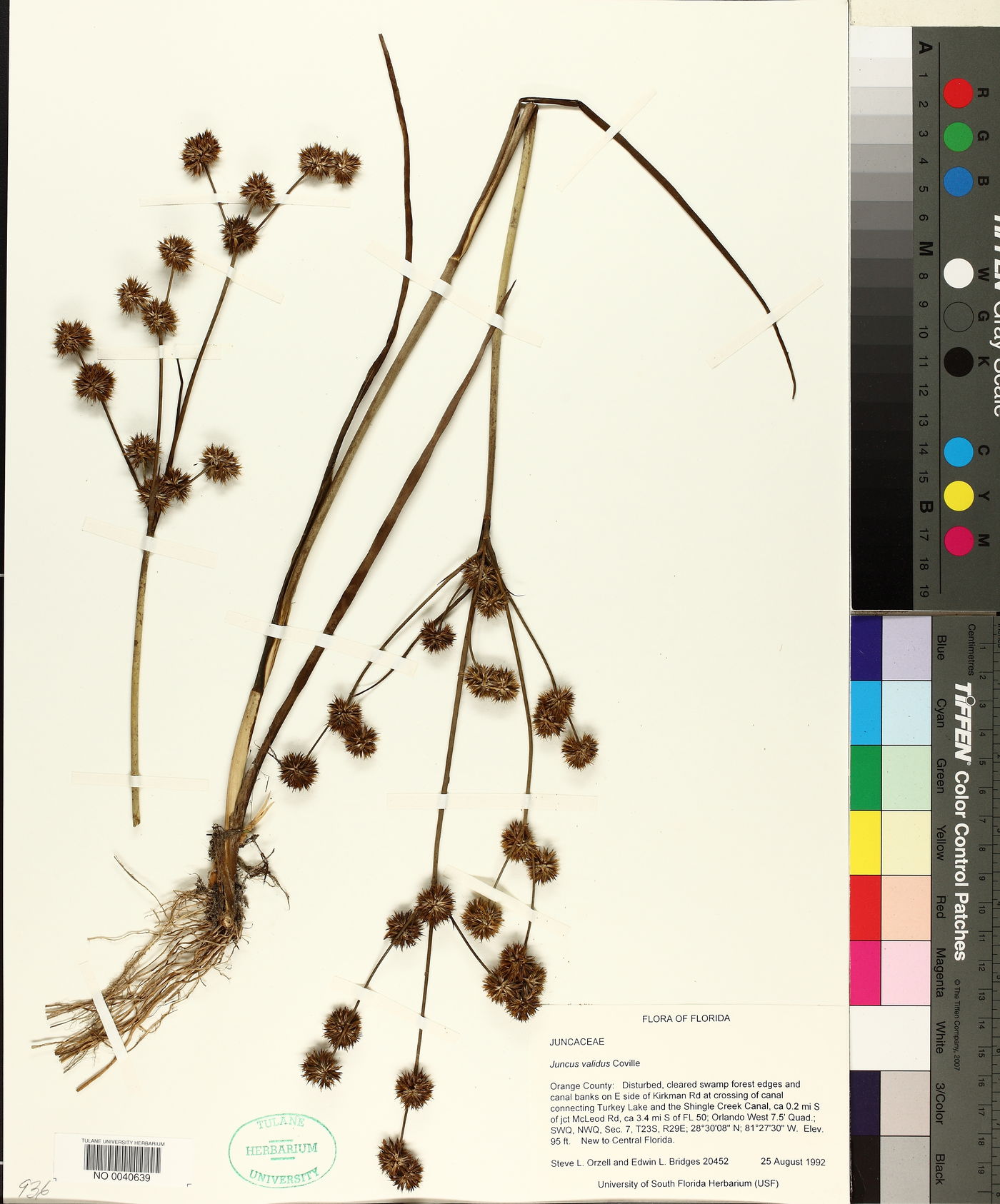 Juncus validus image