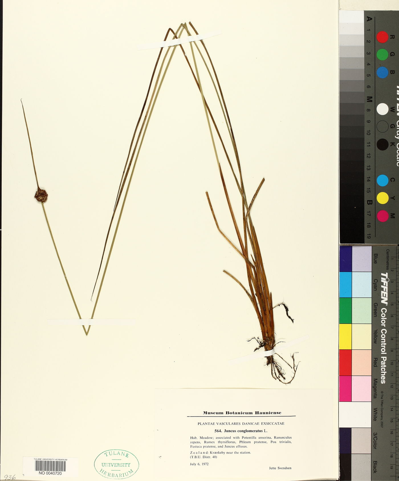 Juncus conglomeratus image
