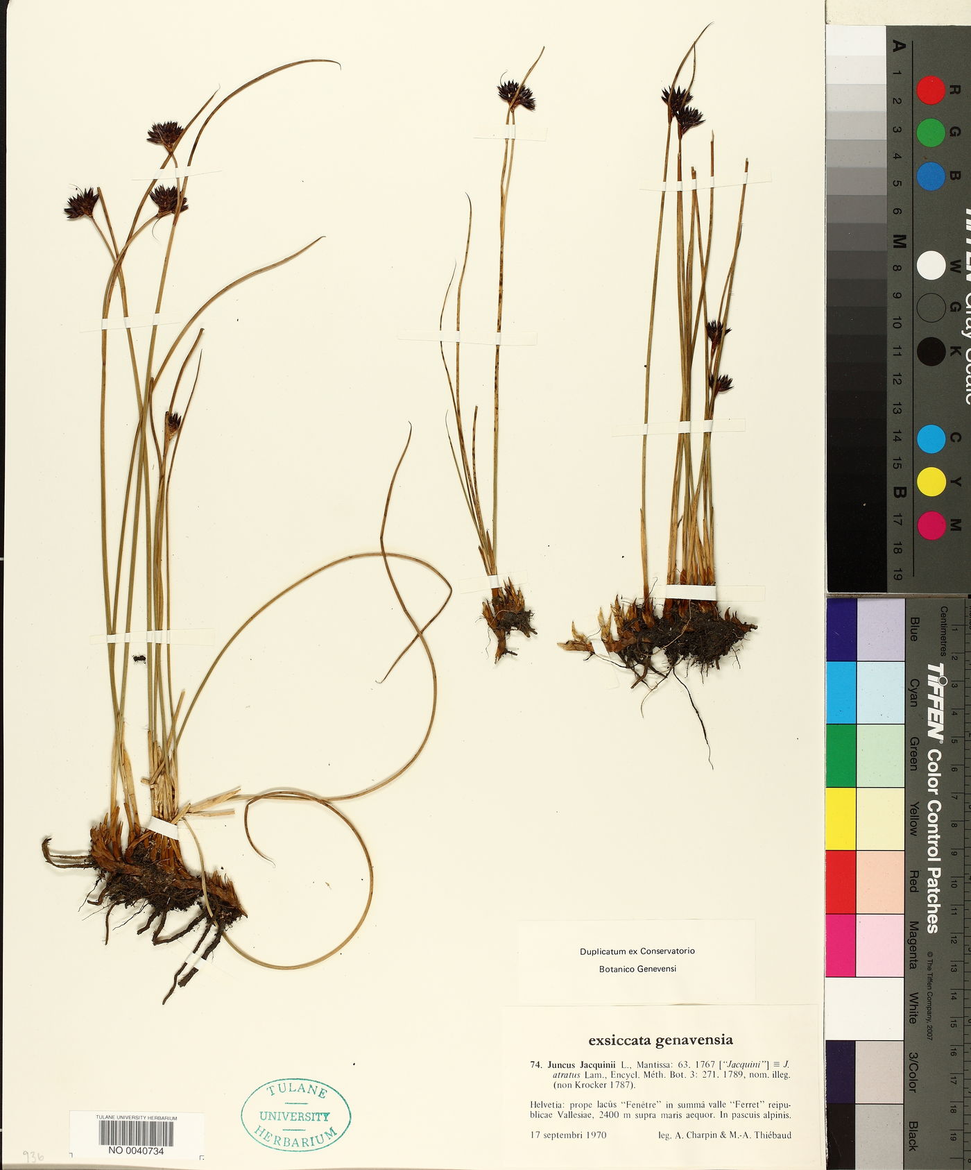 Juncus jacquinii image