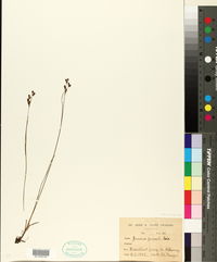 Juncus gerardii image