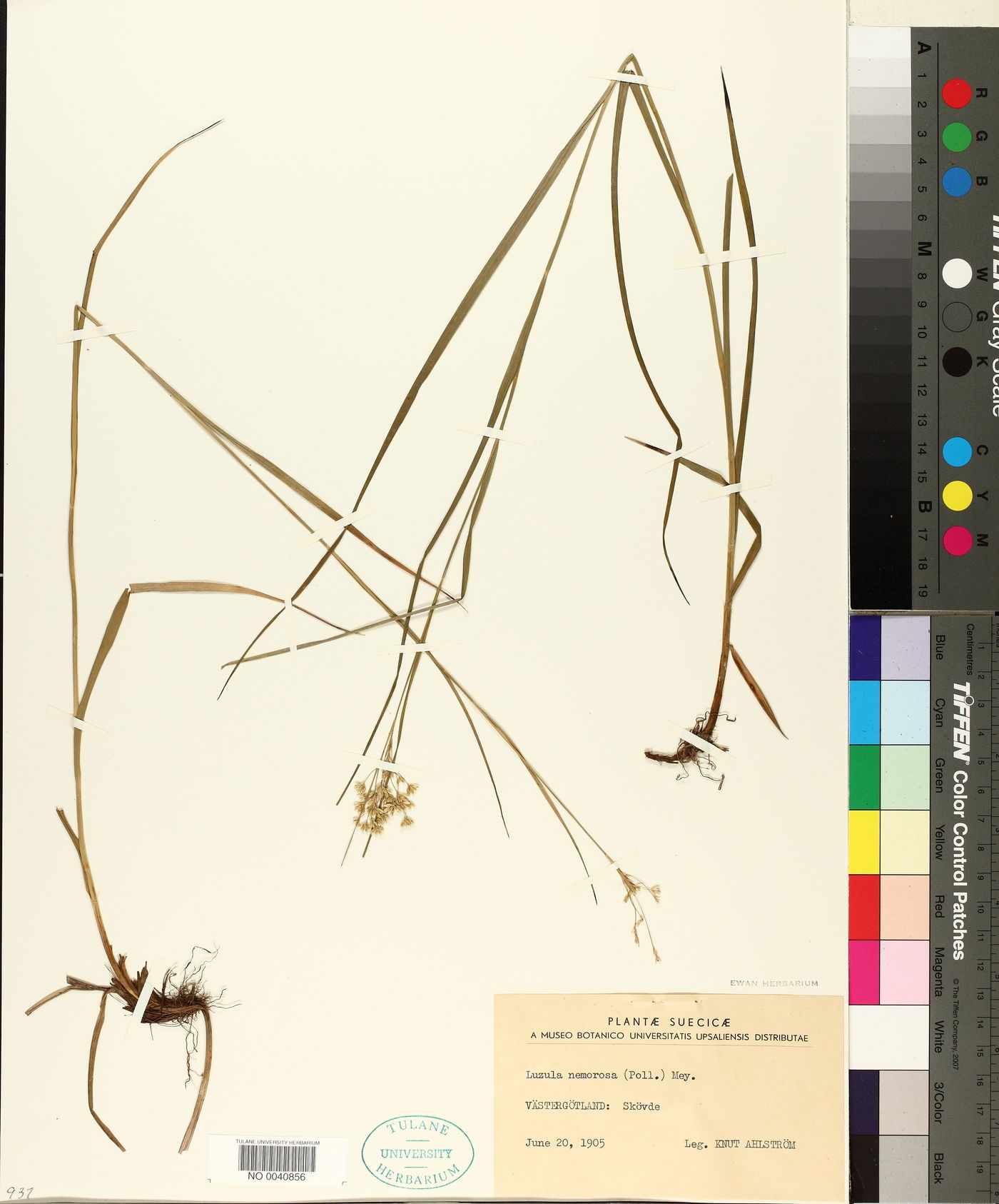Luzula luzuloides image