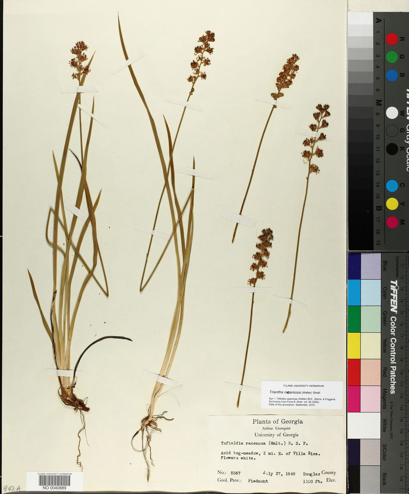 Triantha racemosa image