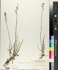 Narthecium californicum image