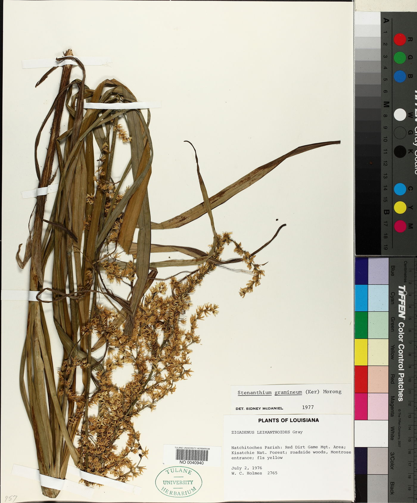 Stenanthium gramineum image