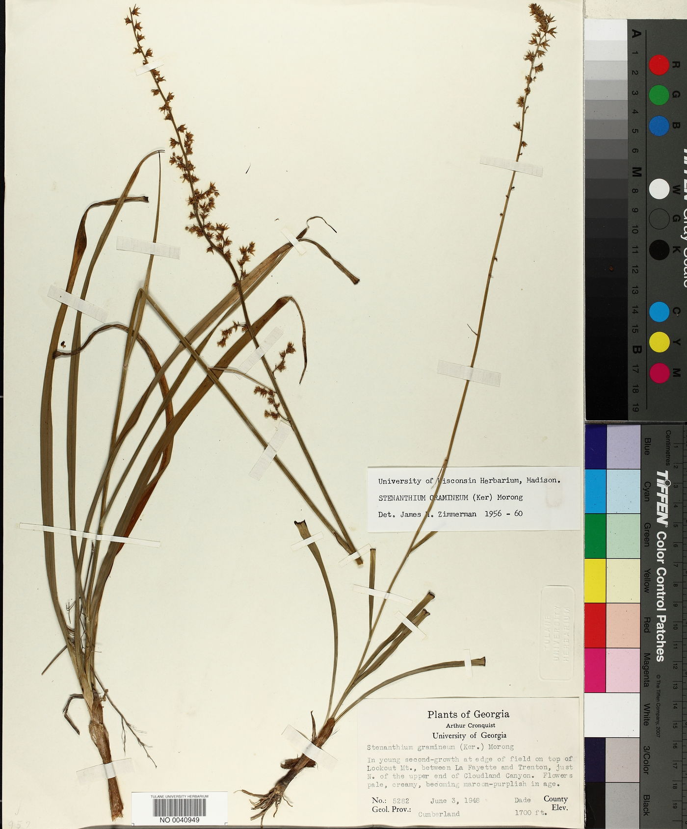 Stenanthium gramineum image