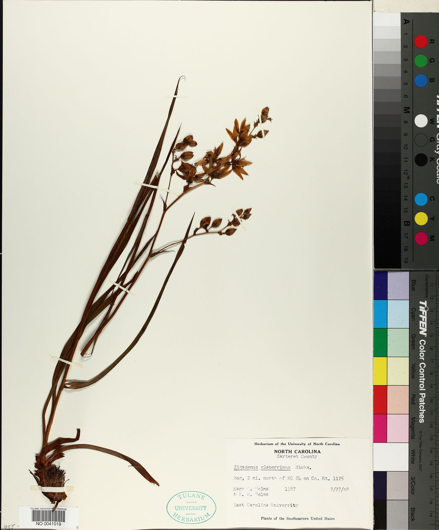 Zigadenus glaberrimus image