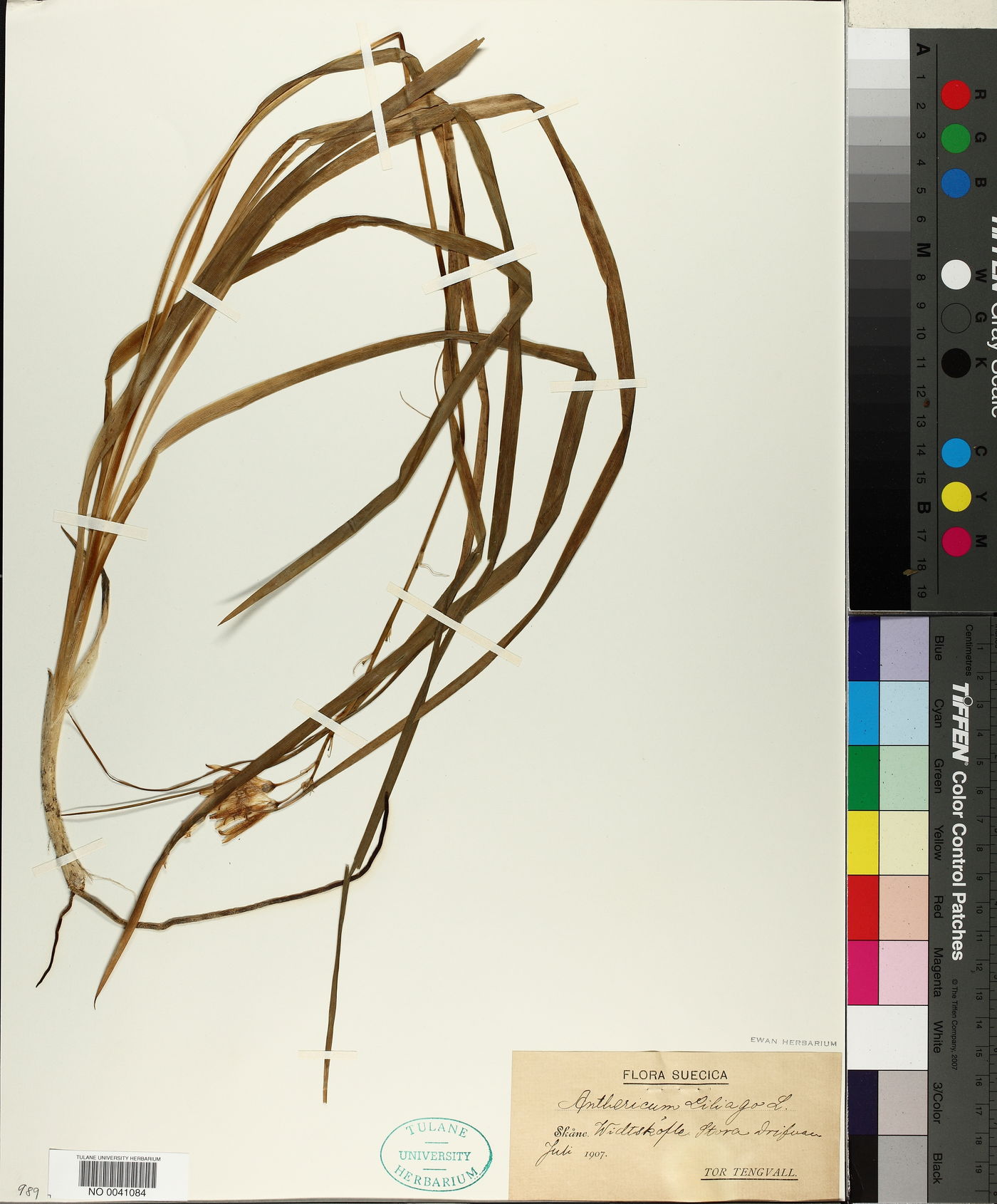 Anthericum liliago image