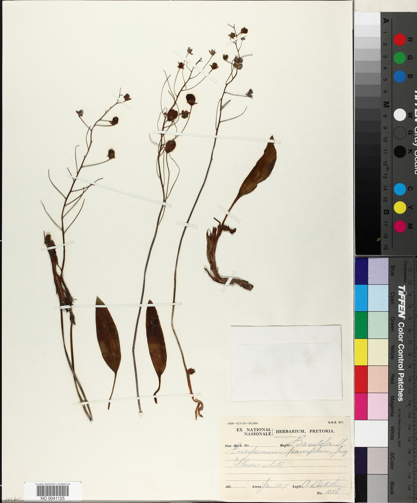 Eriospermum parvifolium image
