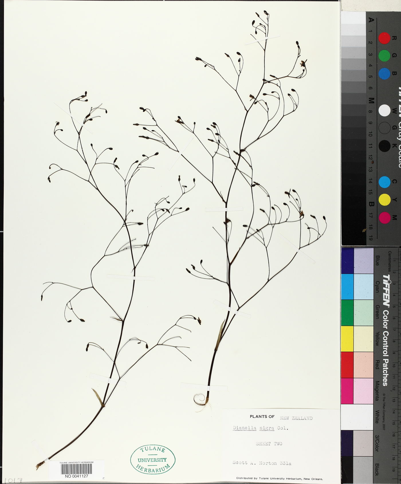 Dianella nigra image