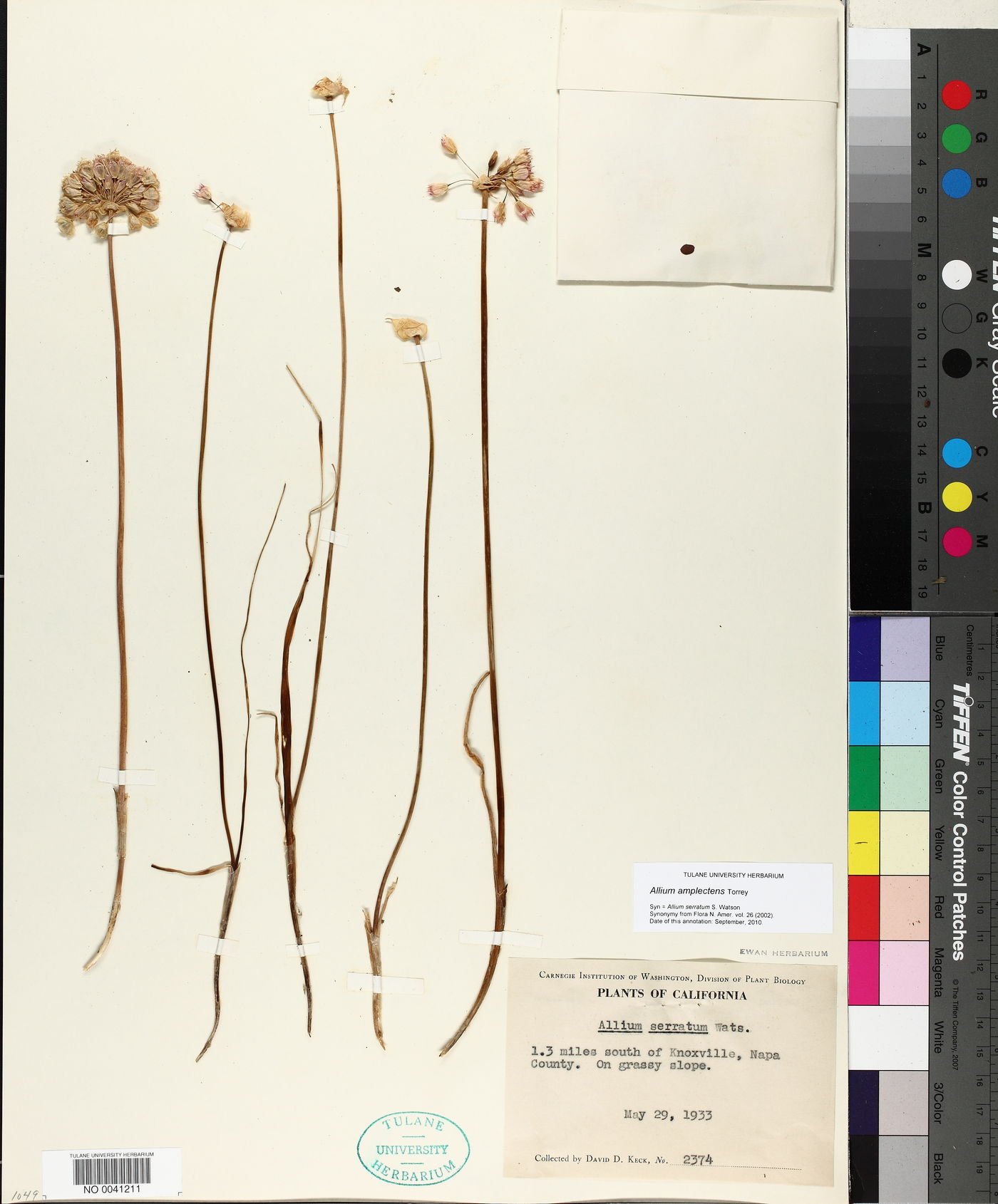 Allium amplectens image