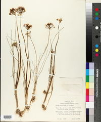 Allium elmendorfii image
