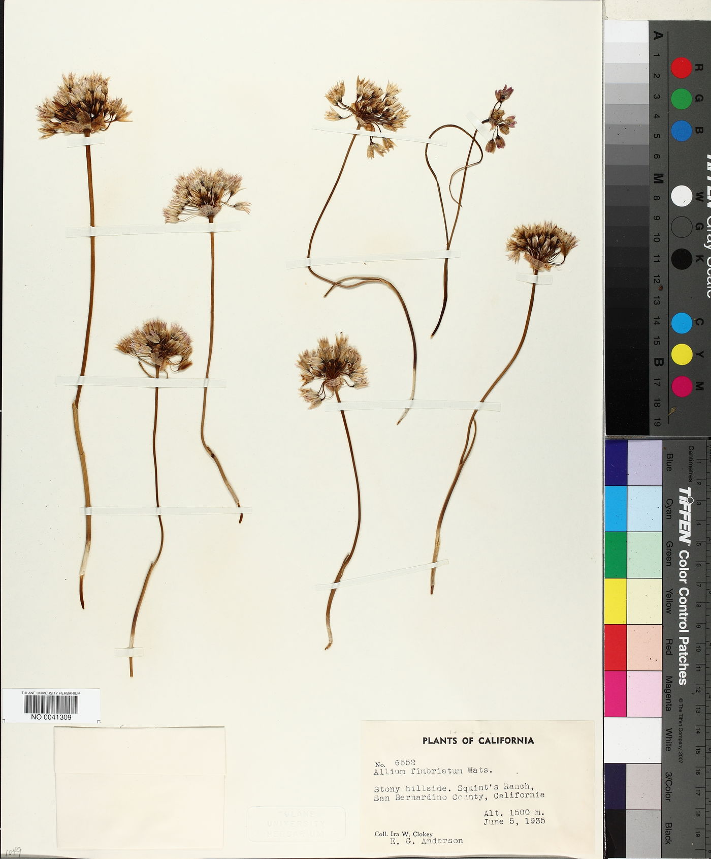 Allium fimbriatum image