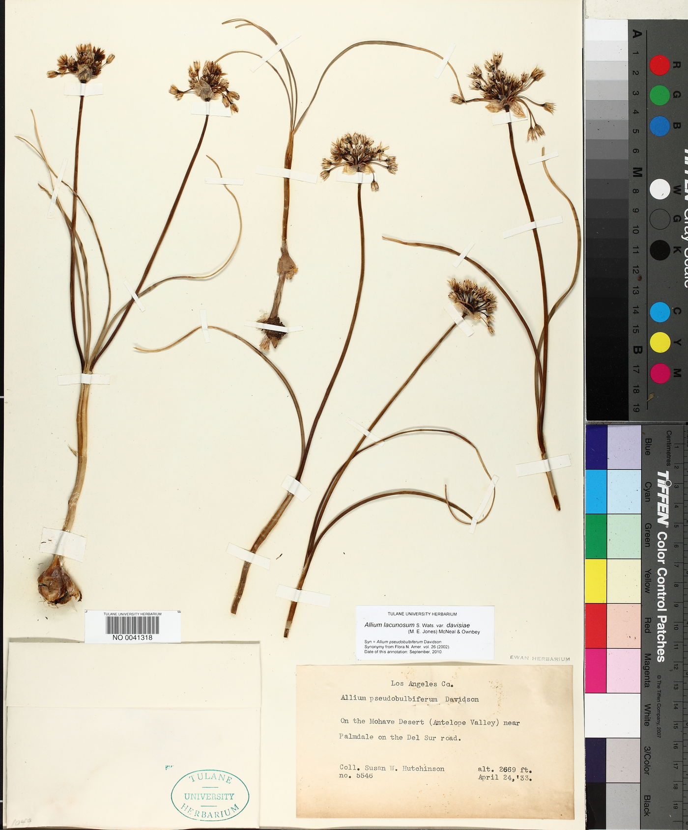 Allium lacunosum var. davisiae image
