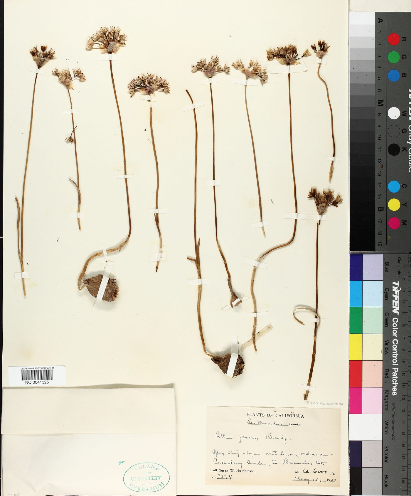 Allium praecox image